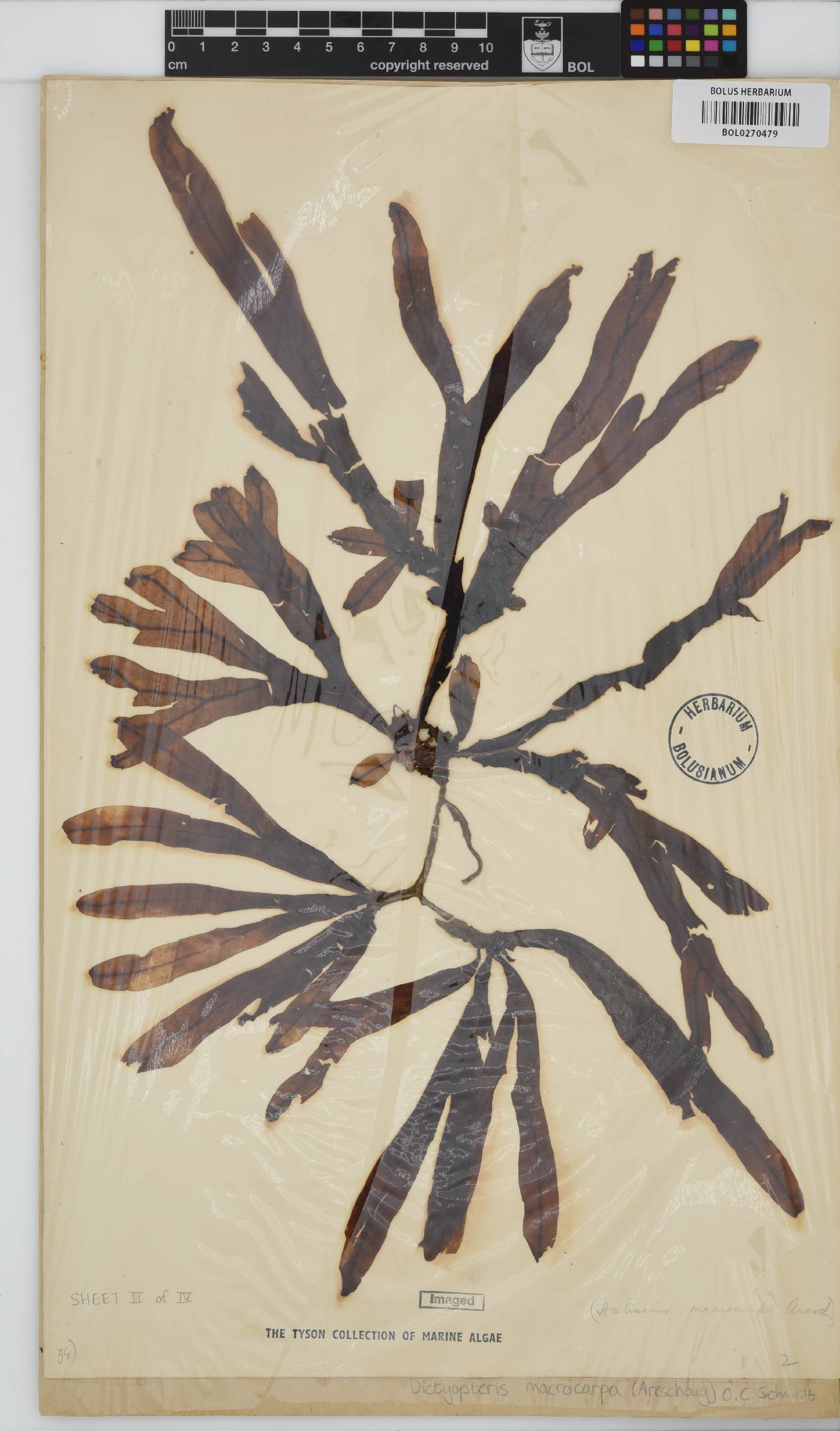 Dictyopteris macrocarpa image