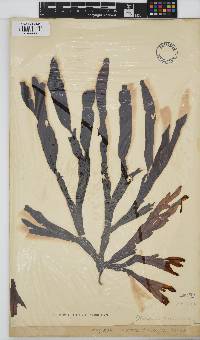 Dictyopteris macrocarpa image
