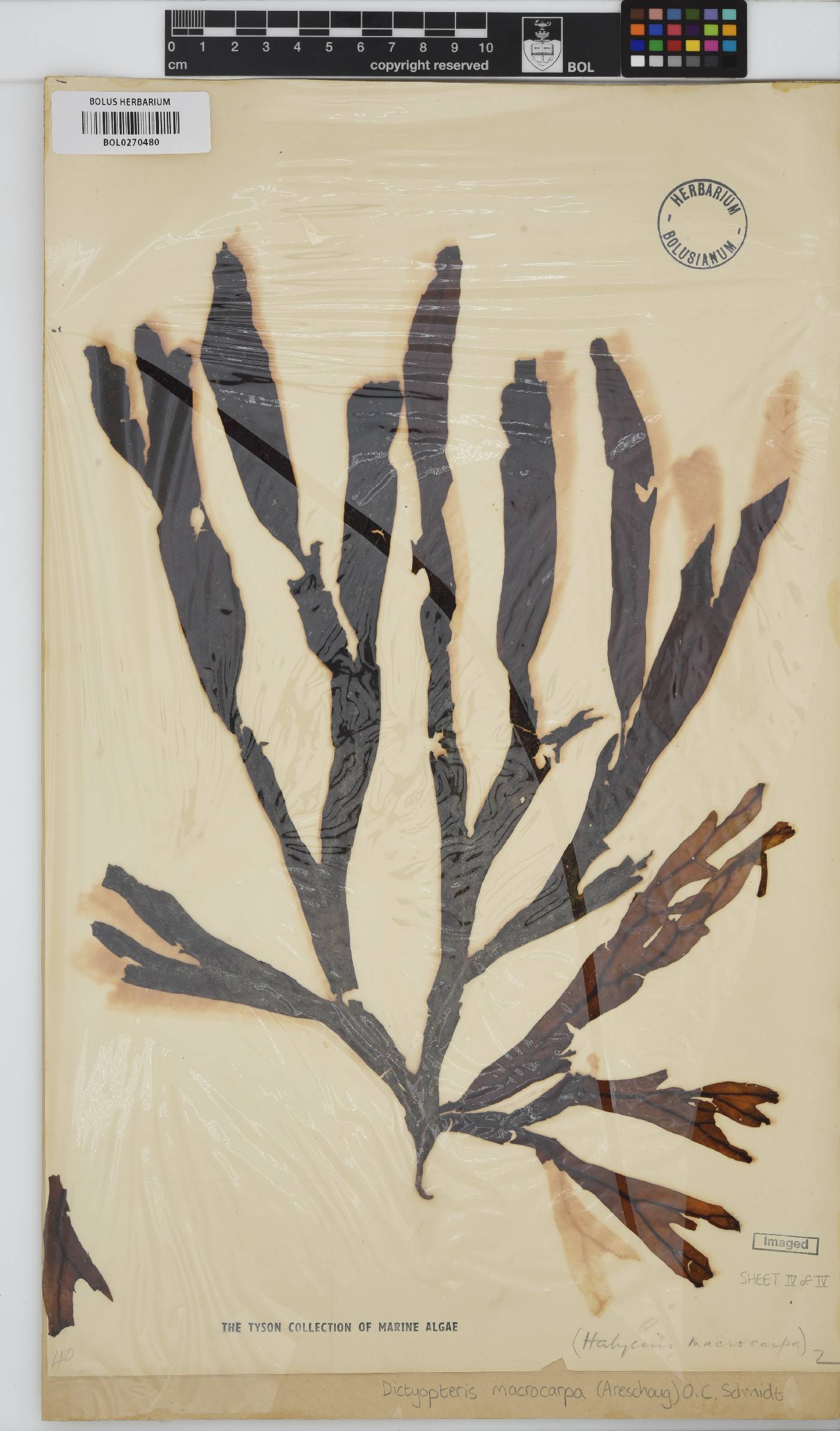 Dictyopteris macrocarpa image