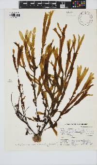 Dictyopteris macrocarpa image