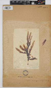 Dictyopteris macrocarpa image