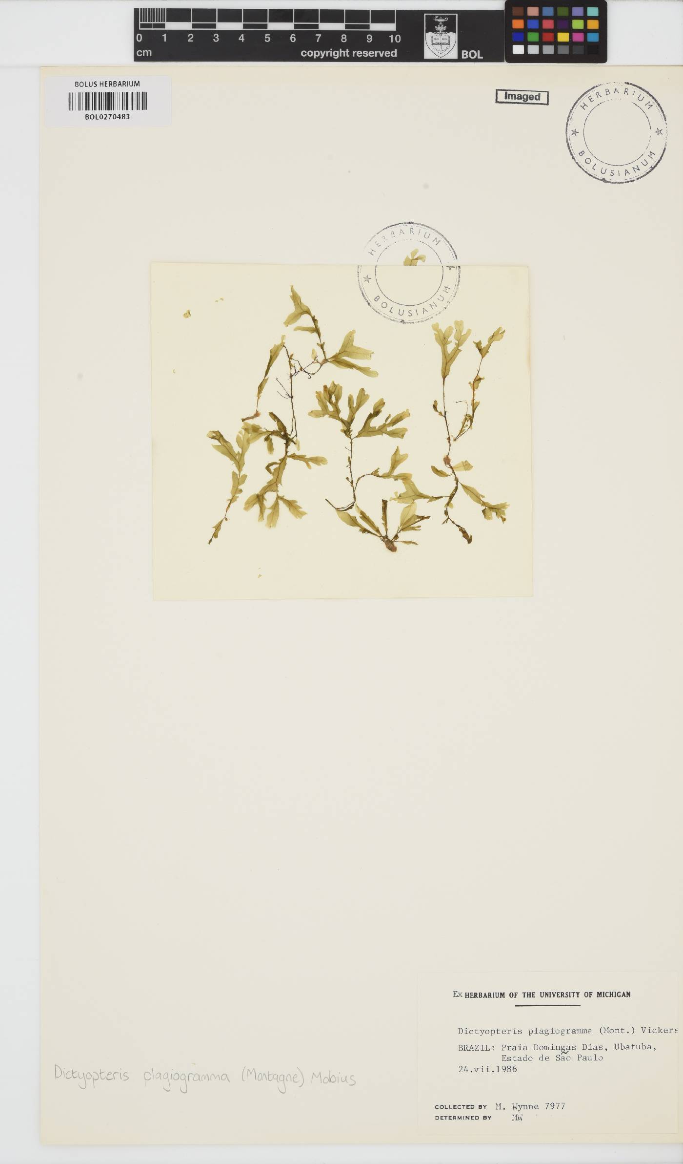 Dictyopteris plagiogramma image