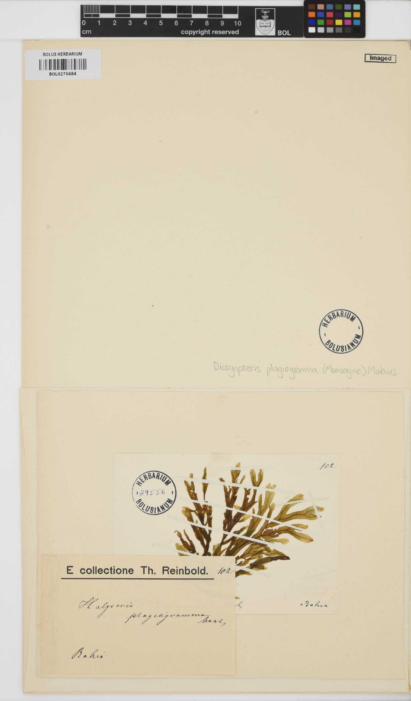 Dictyopteris plagiogramma image