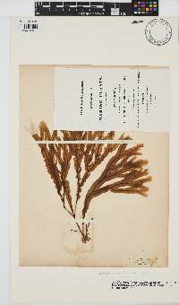 Image of Dictyopteris polypodioides
