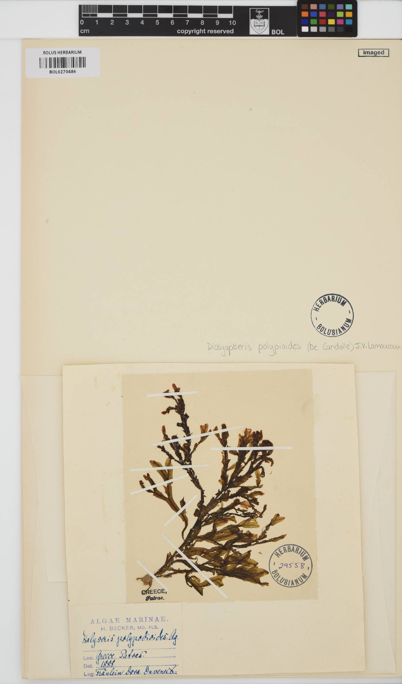 Dictyopteris polypodioides image