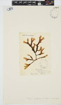 Dictyopteris polypodioides image