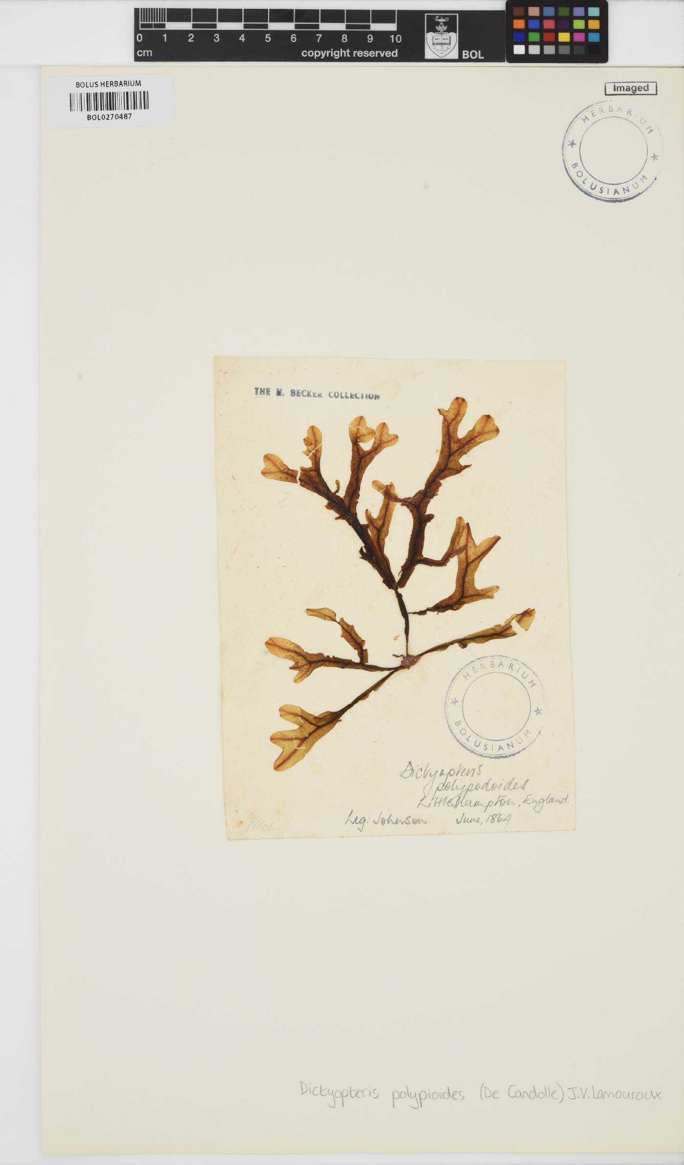 Dictyopteris polypodioides image