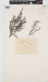 Image of Dictyopteris prolifera