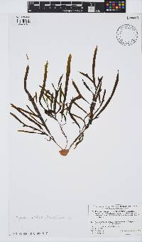 Dictyopteris prolifera image