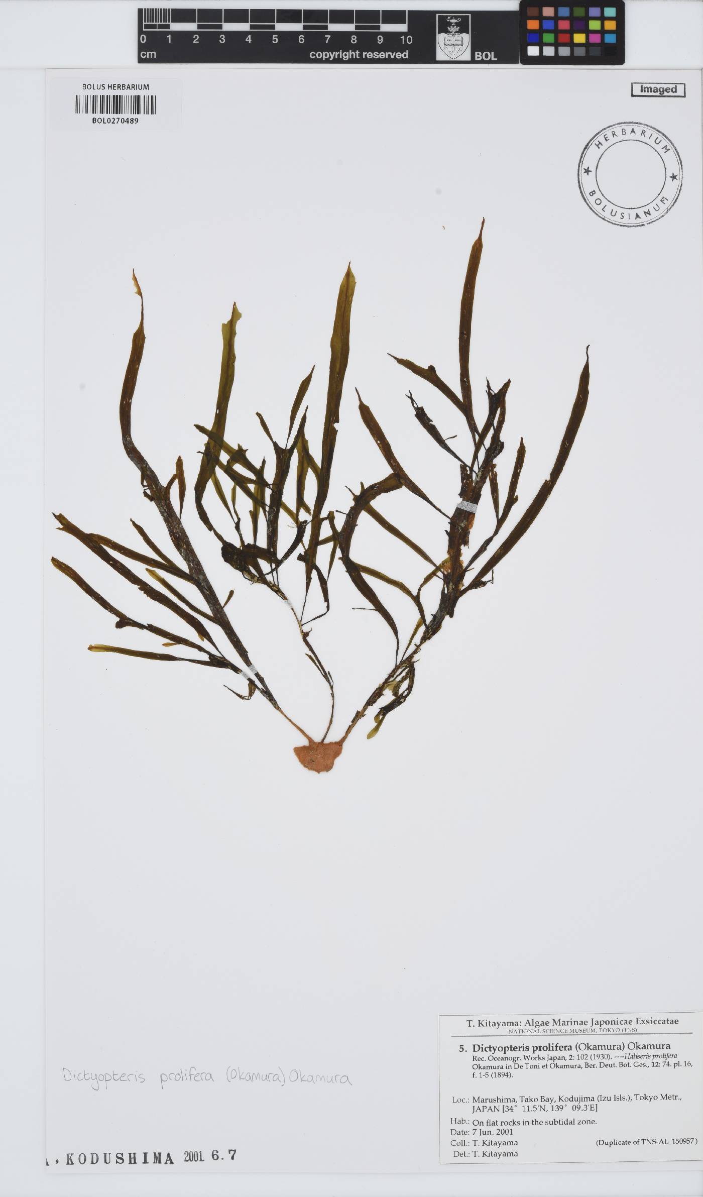 Dictyopteris prolifera image