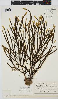 Dictyopteris prolifera image