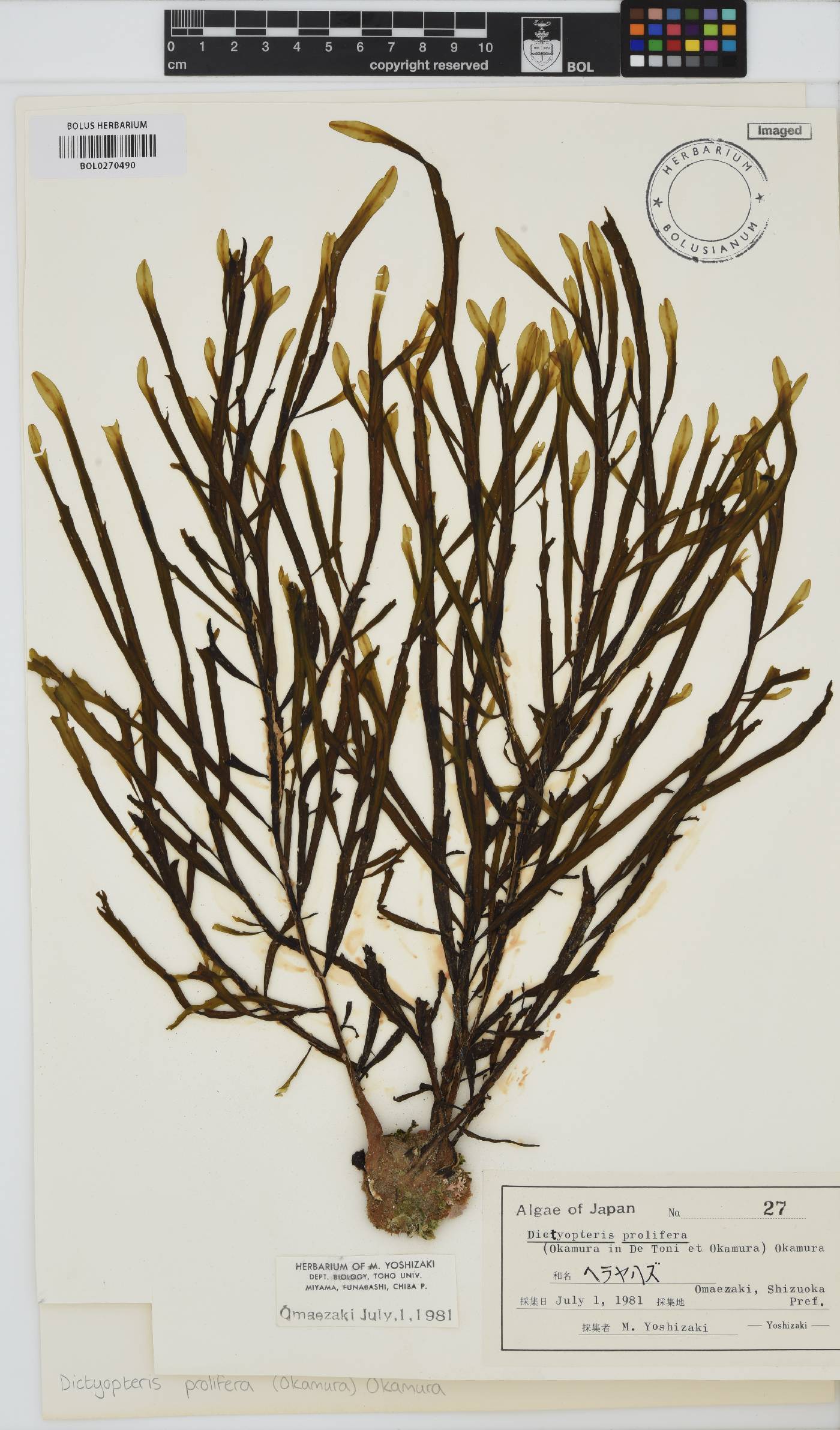 Dictyopteris prolifera image