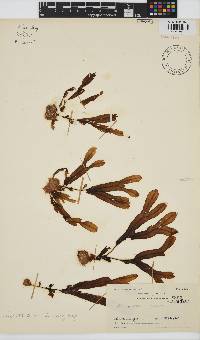 Dictyopteris serrata image
