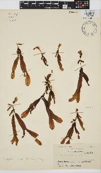 Dictyopteris serrata image
