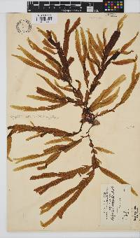 Dictyopteris serrata image