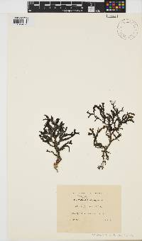 Image of Dictyopteris undulata