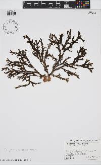 Dictyopteris undulata image
