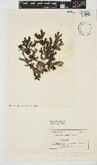Dictyopteris undulata image
