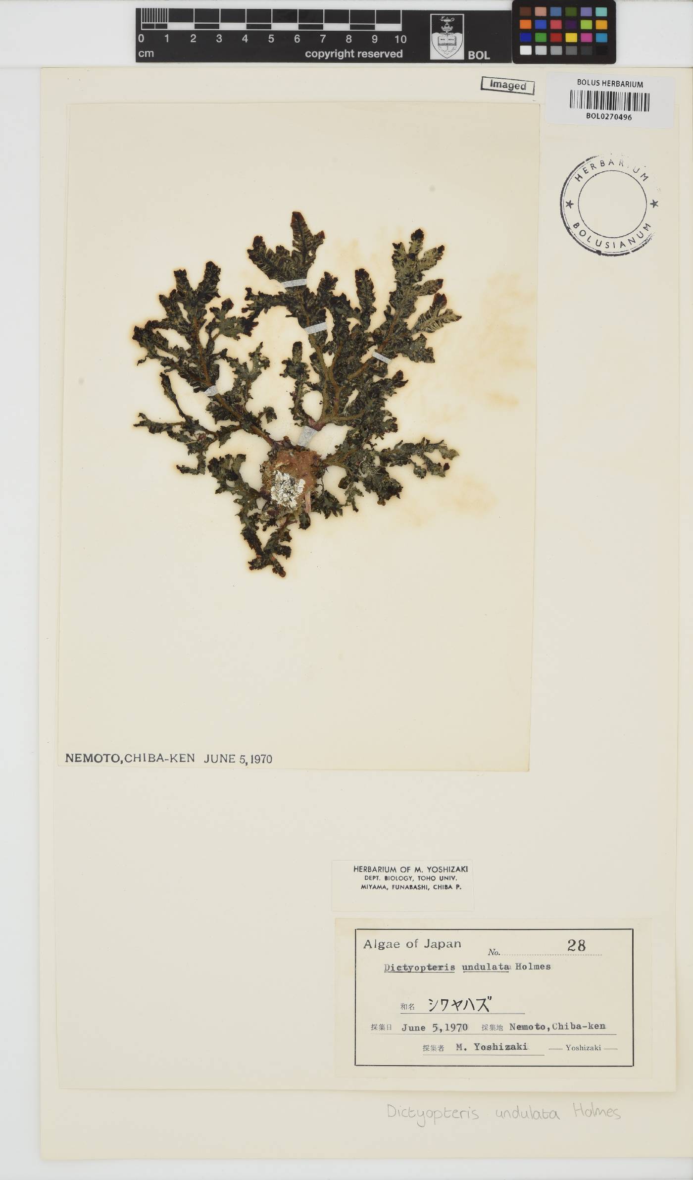 Dictyopteris undulata image