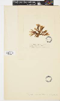 Image of Dictyopteris woodwardia