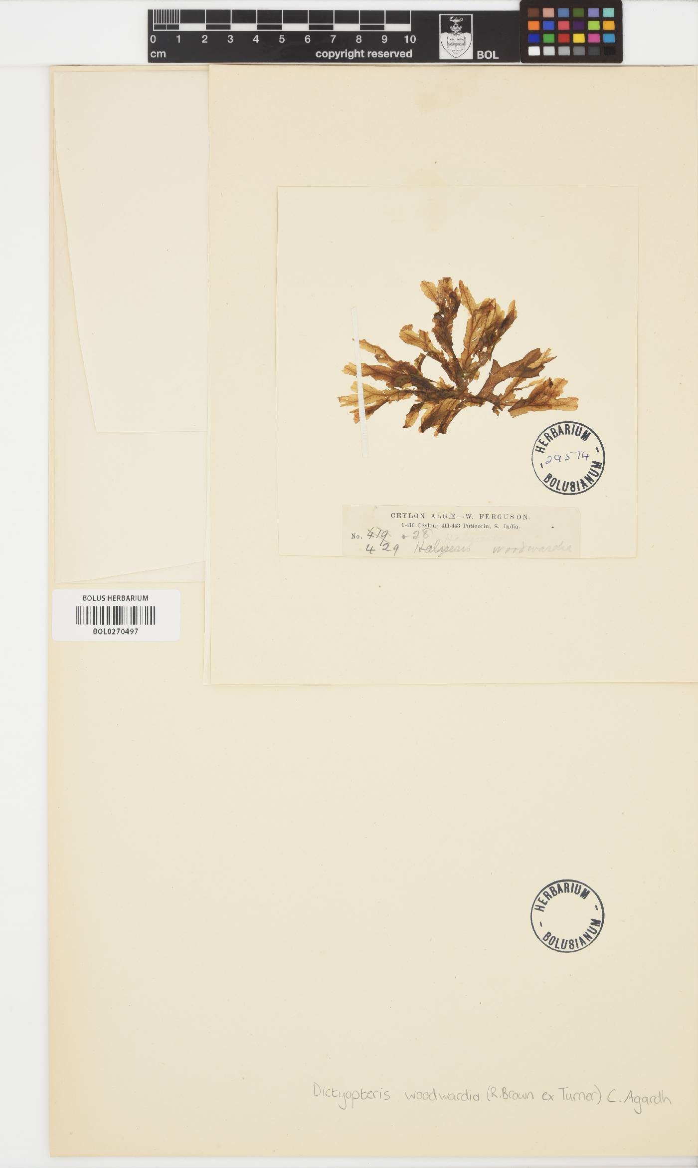 Dictyopteris woodwardia image