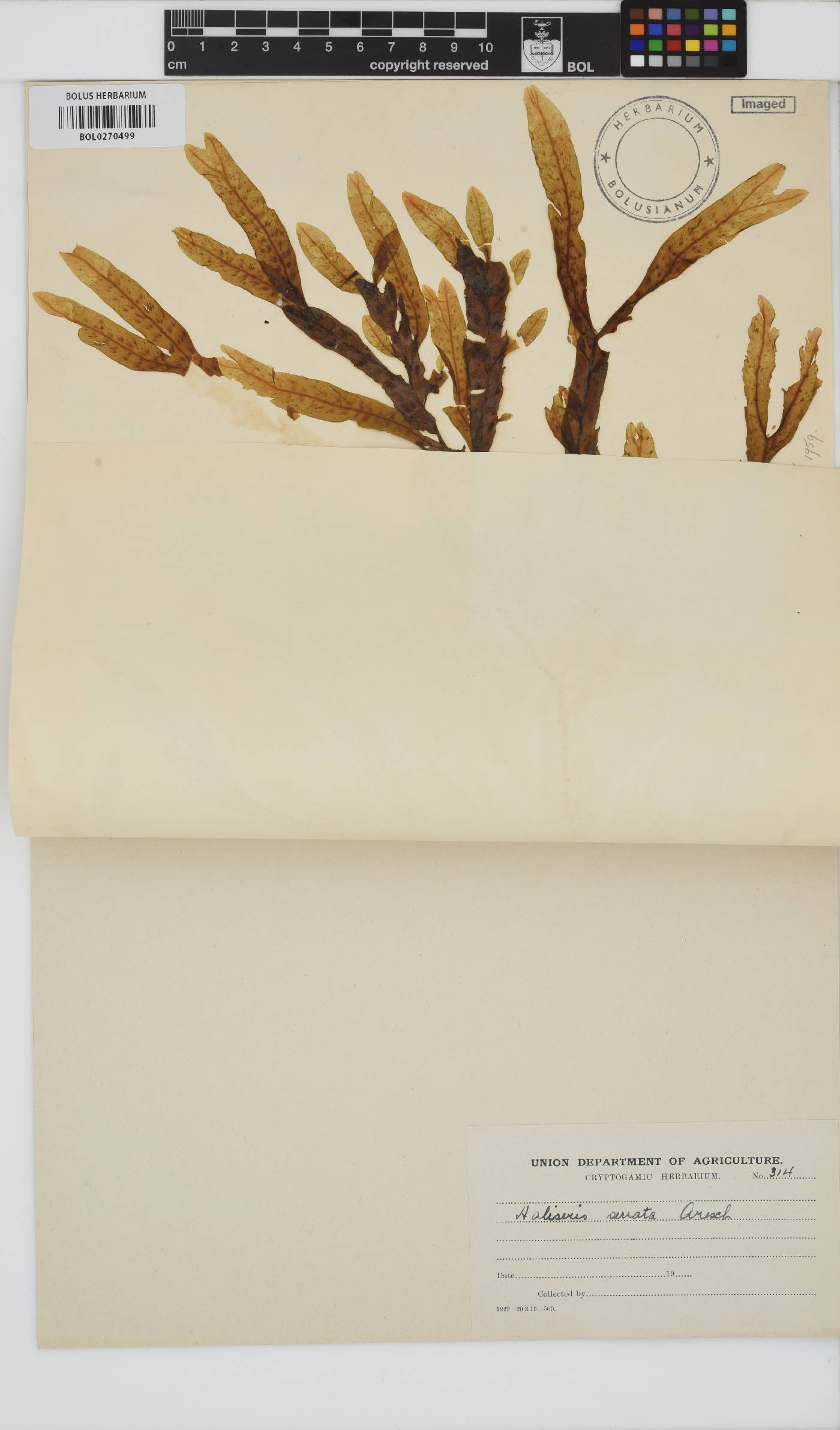 Dictyopteris image