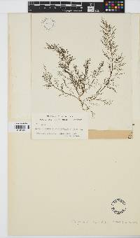 Image of Scytothamnus fasciculatus