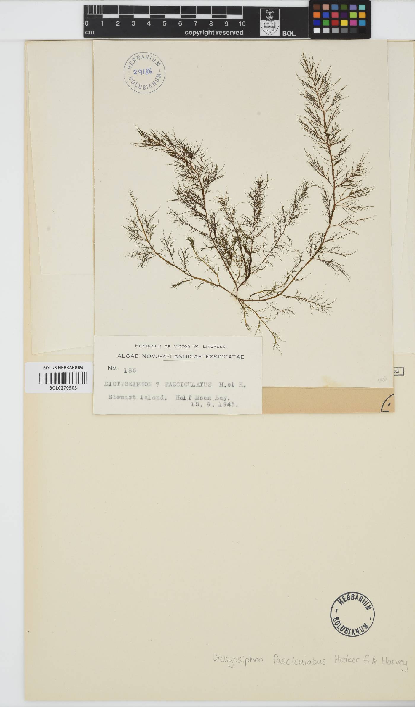 Scytothamnus fasciculatus image