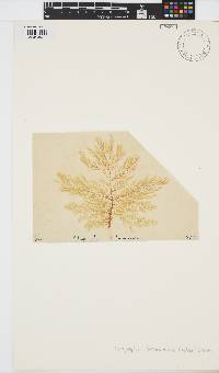 Image of Dictyosiphon foeniculaceus