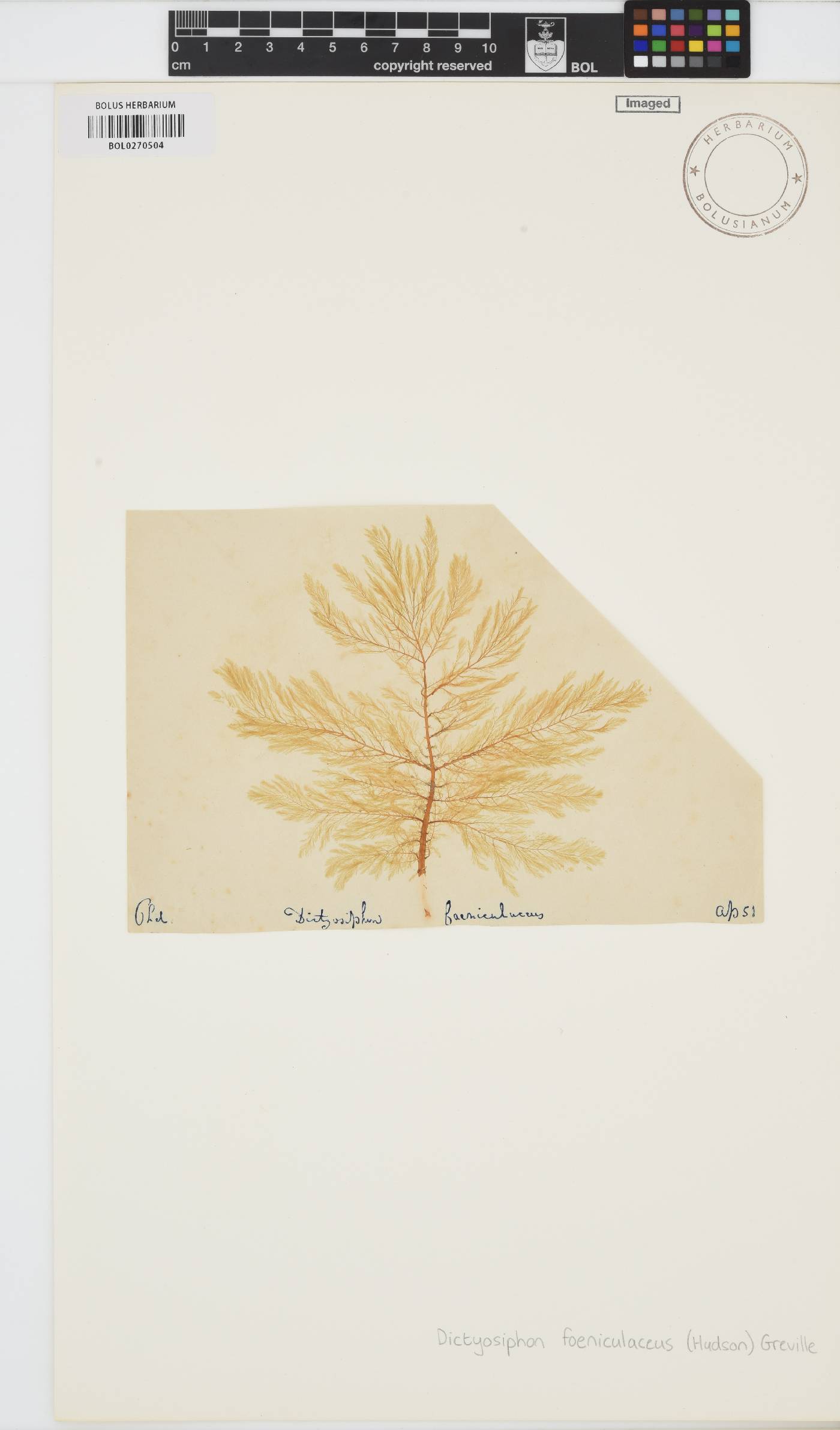 Dictyosiphon foeniculaceus image
