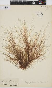 Dictyosiphon foeniculaceus image