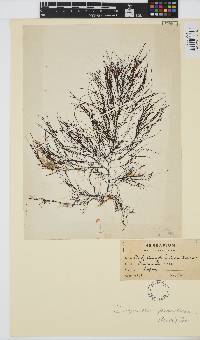 Dictyosiphon foeniculaceus image