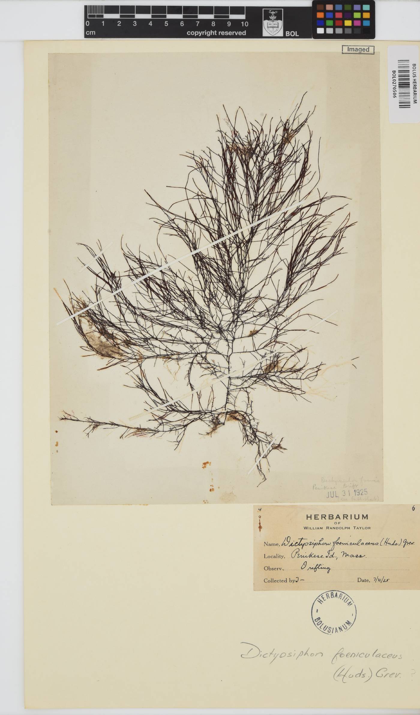 Dictyosiphon foeniculaceus image