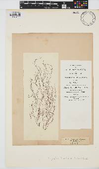 Dictyosiphon foeniculaceus image
