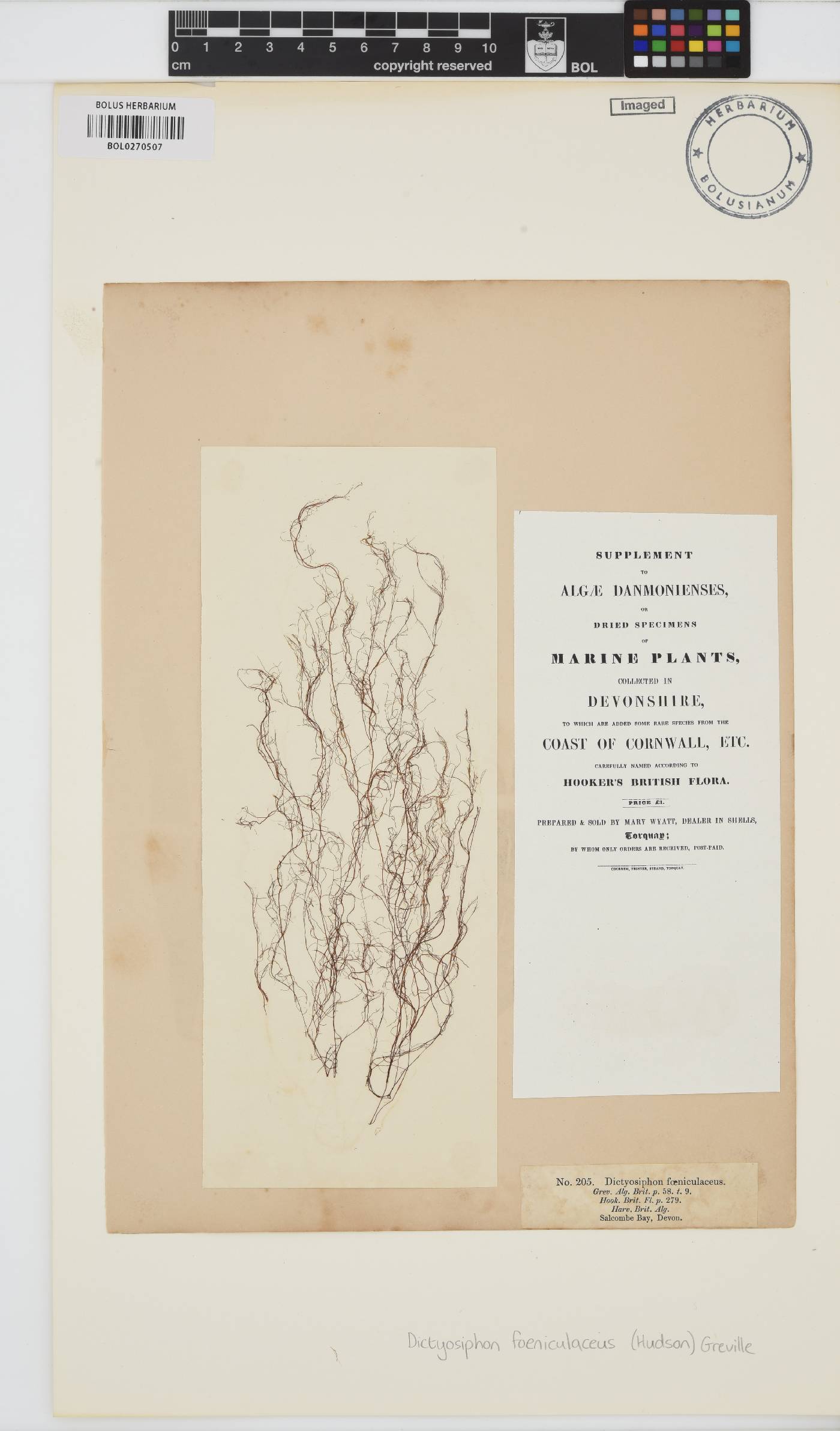 Dictyosiphon foeniculaceus image
