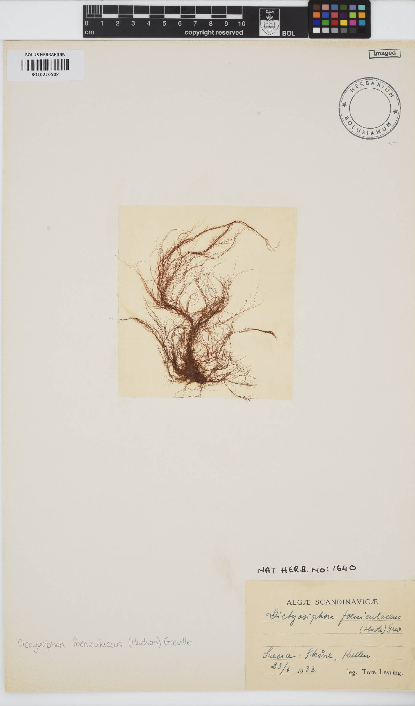 Dictyosiphon foeniculaceus image