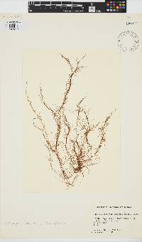 Dictyosiphon foeniculaceus image