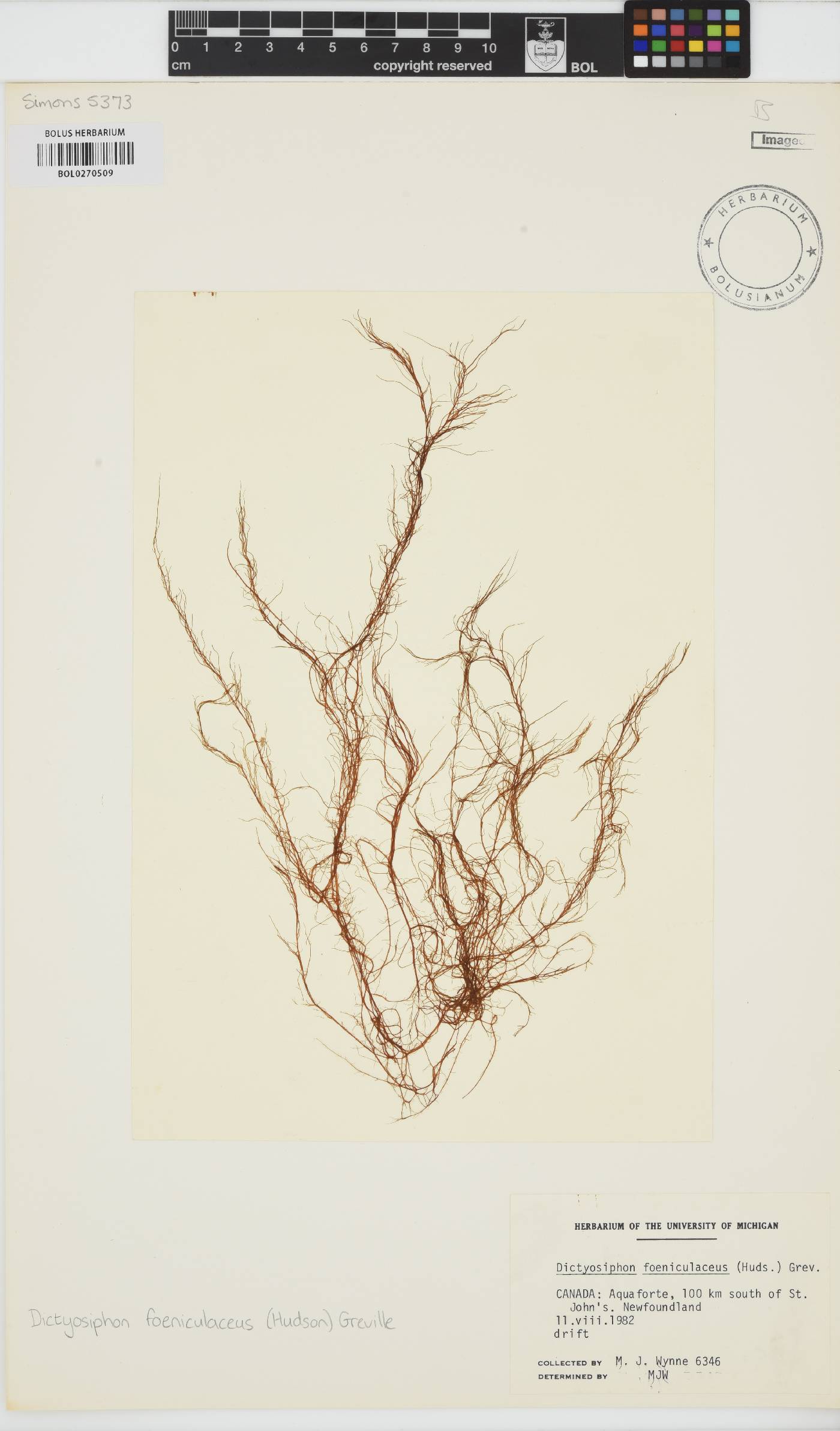Dictyosiphon image