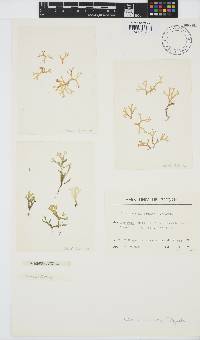 Image of Dictyota pinnatifida