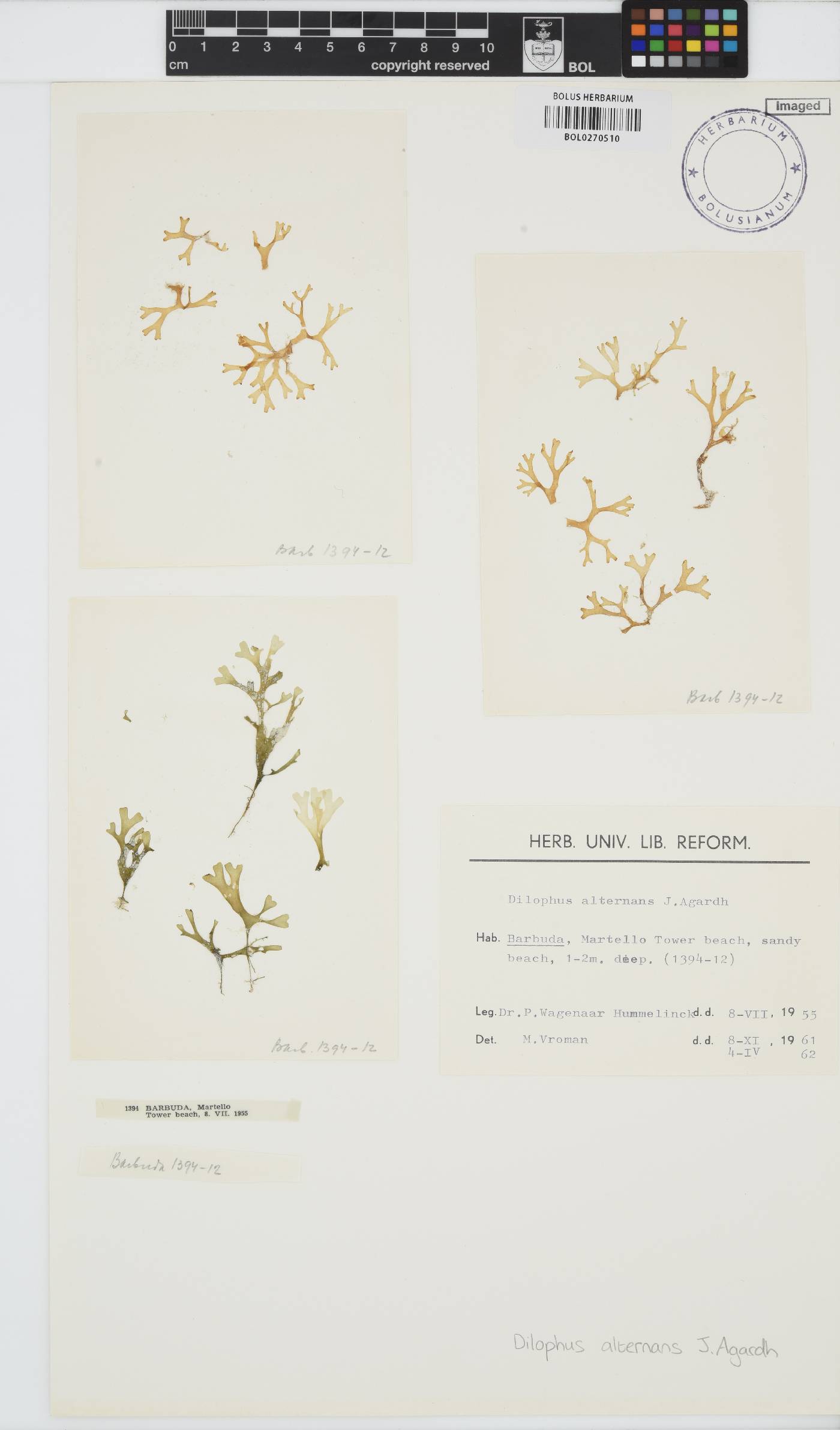 Dictyota pinnatifida image