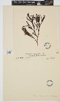 Image of Dictyota fastigiata