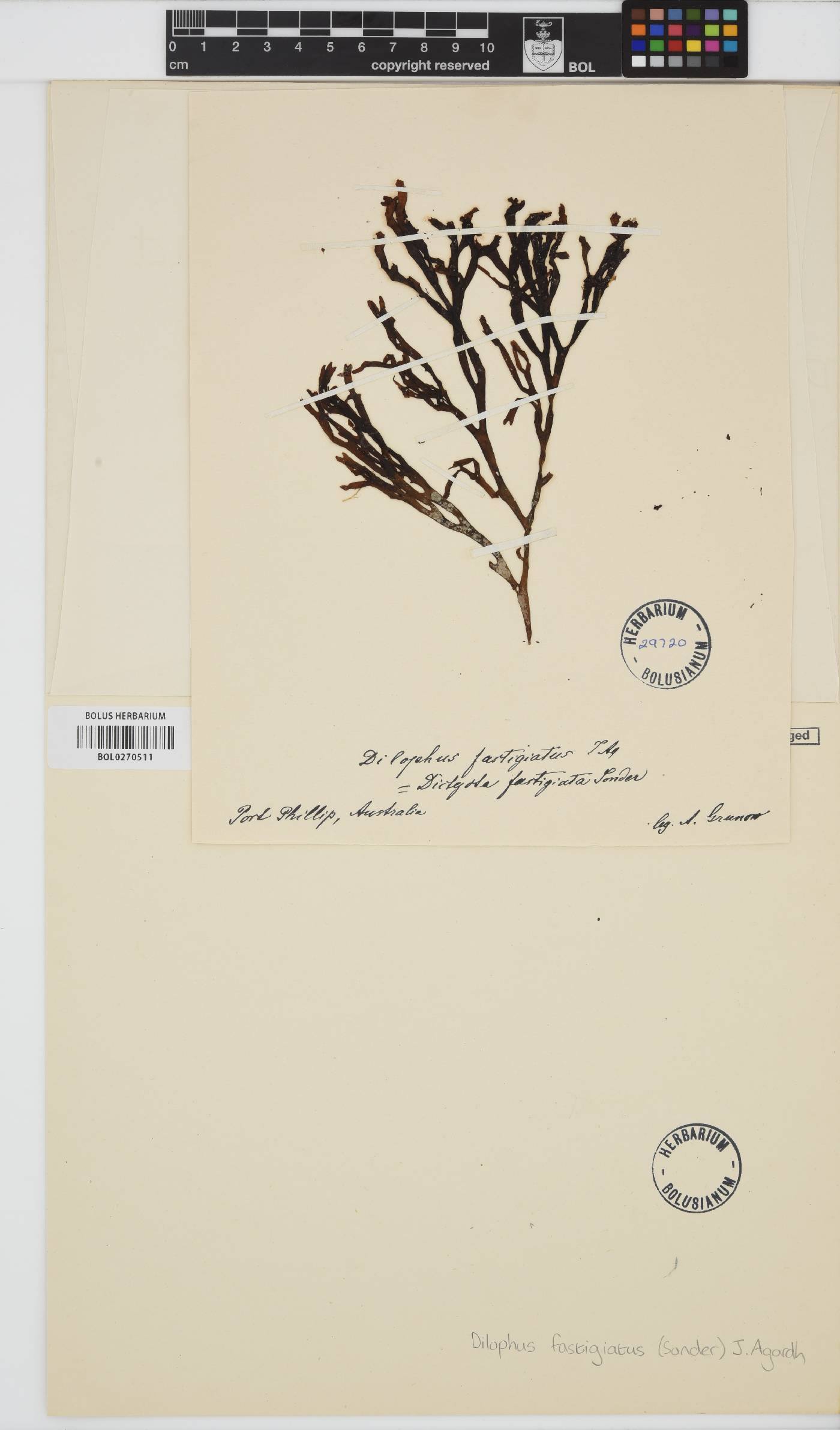 Dictyota fastigiata image