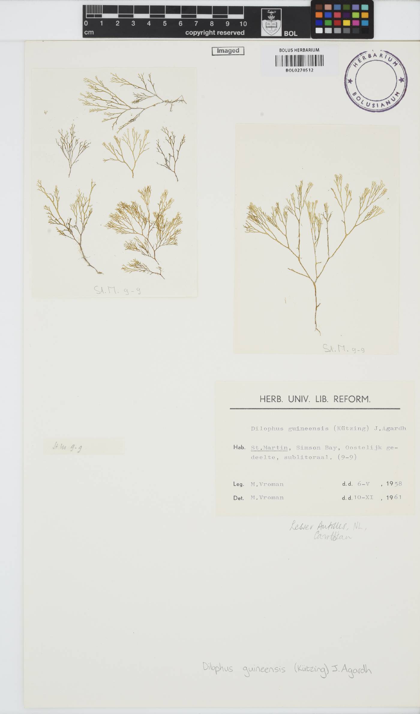 Dictyota guineensis image