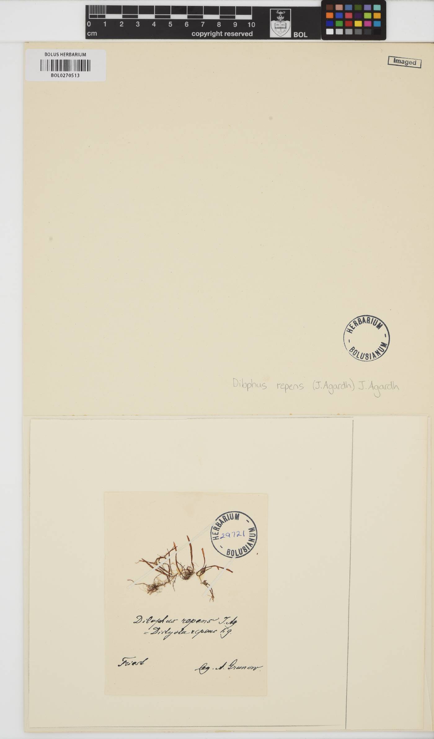 Dictyota fasciola var. repens image