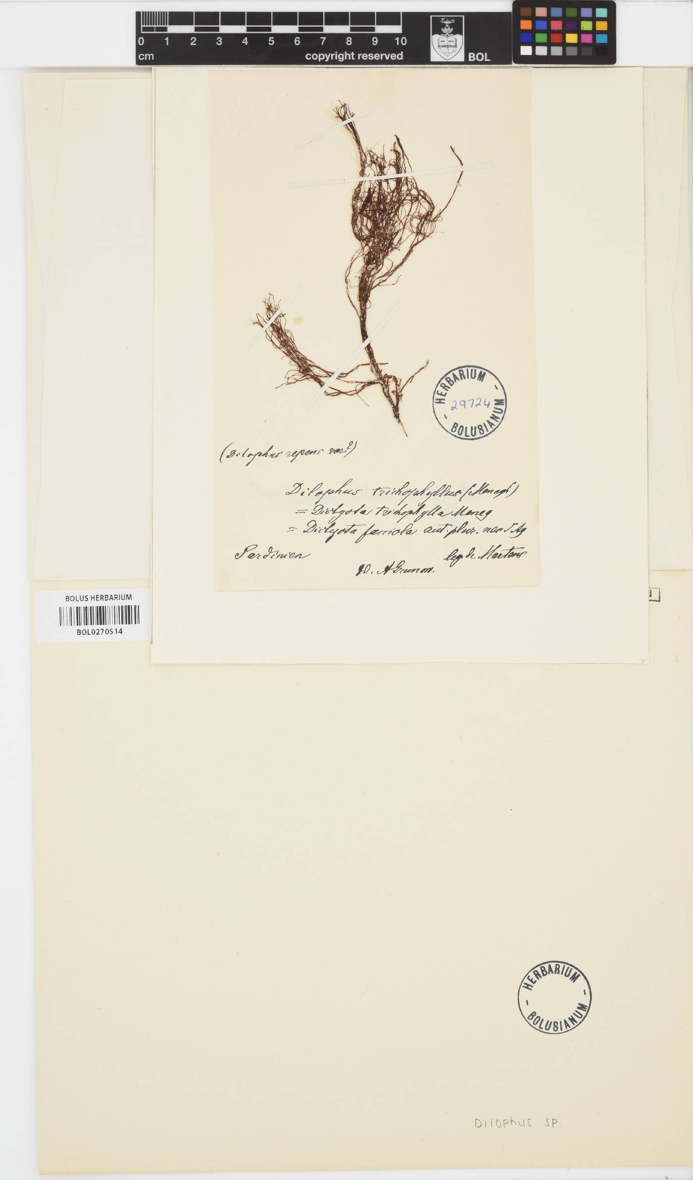 Dilophus image
