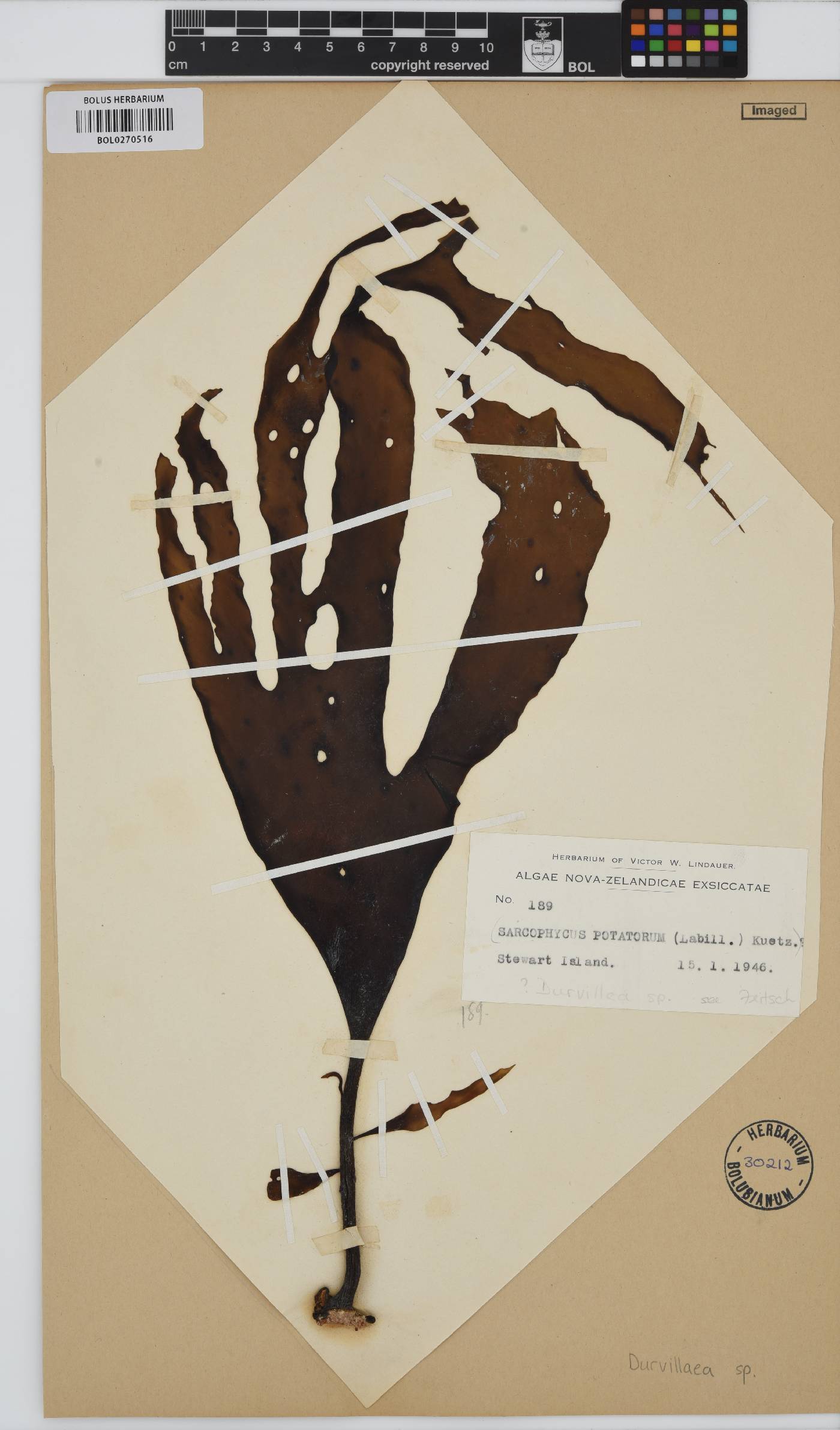 Durvillaeaceae image