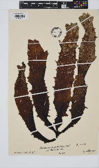 Ecklonia radiata image