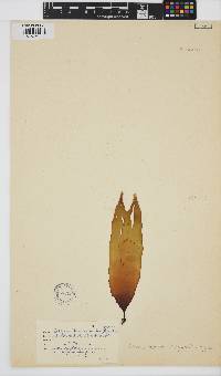 Ecklonia radiata image