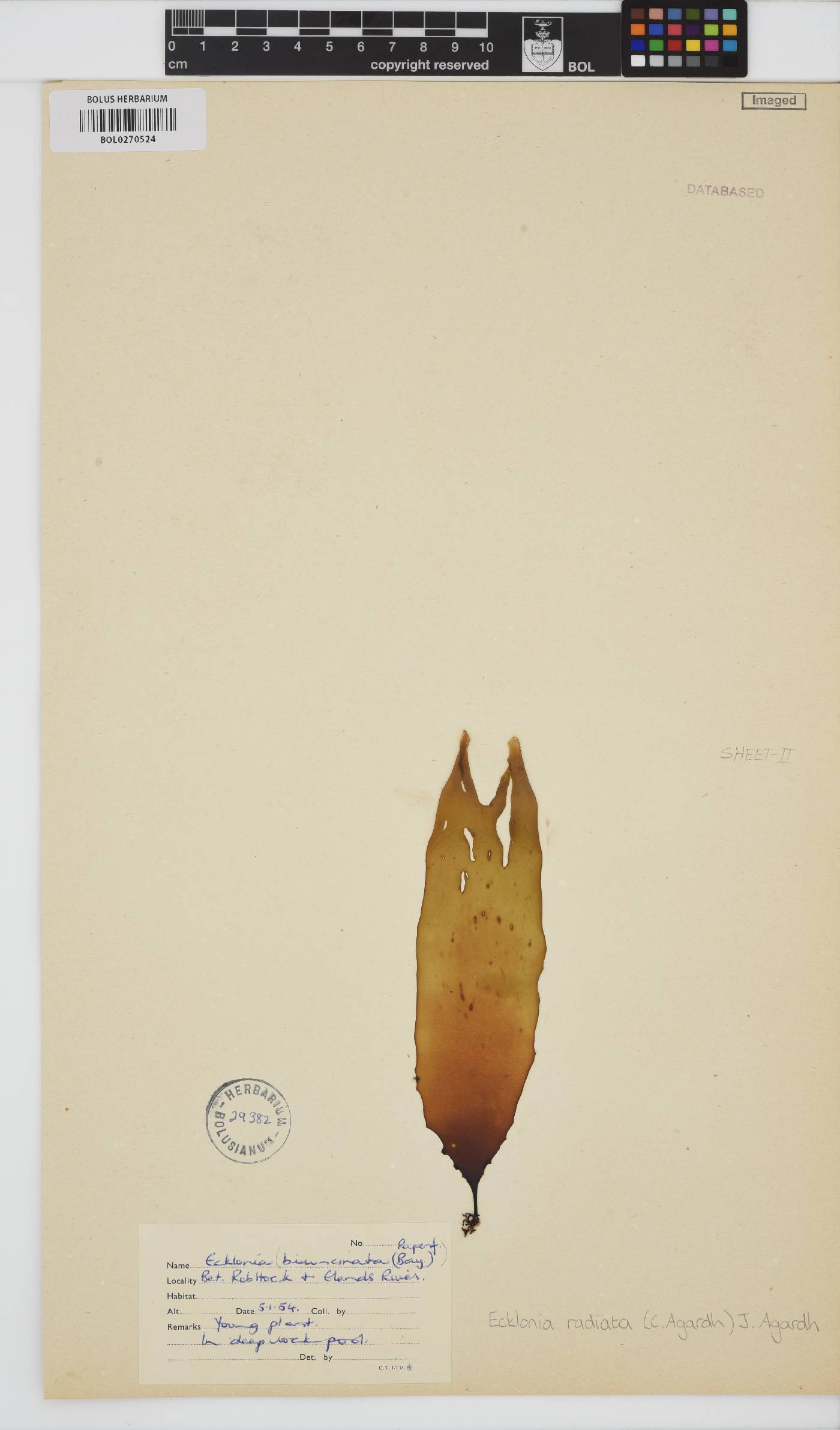 Ecklonia radiata image
