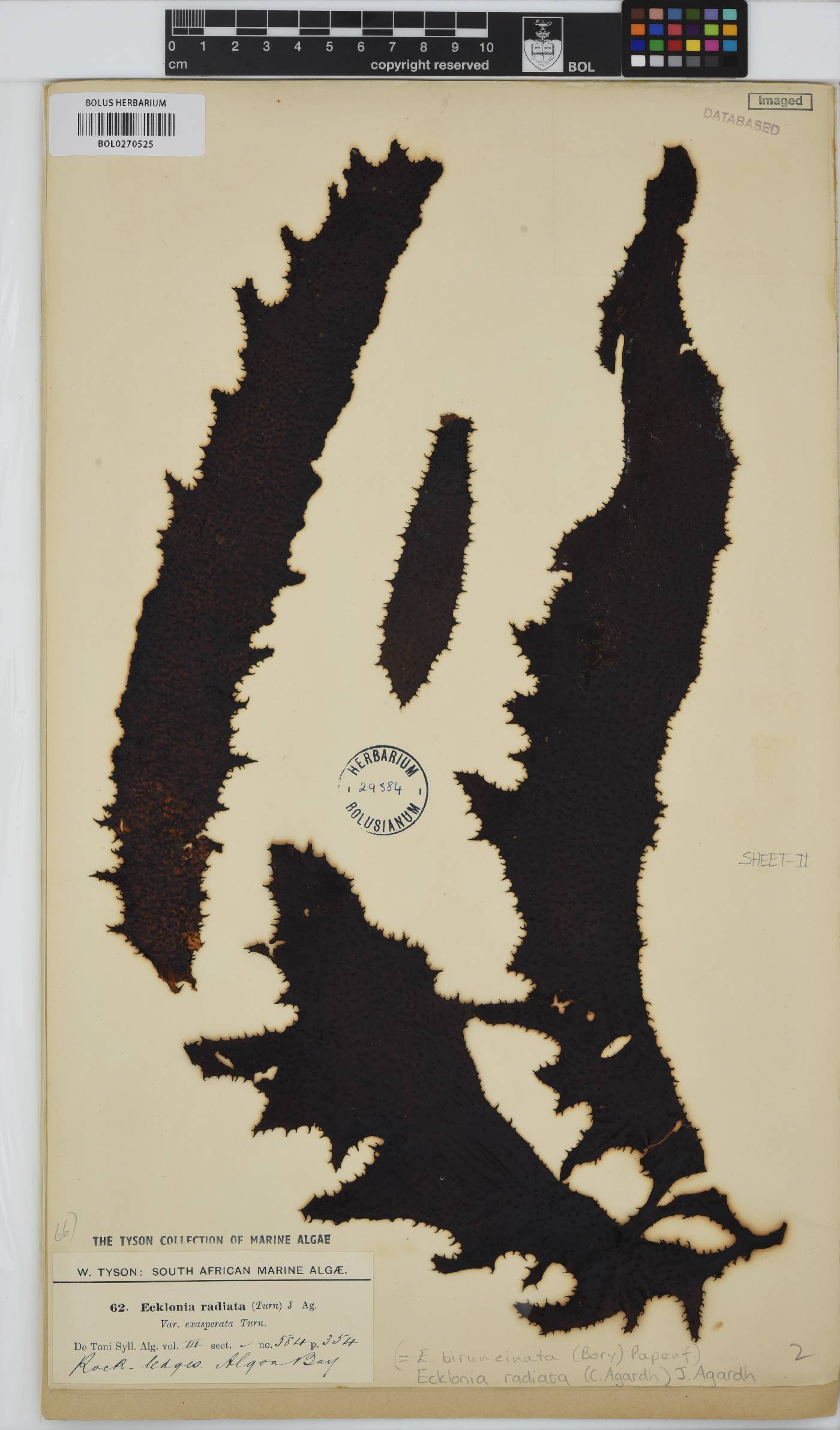 Ecklonia radiata image